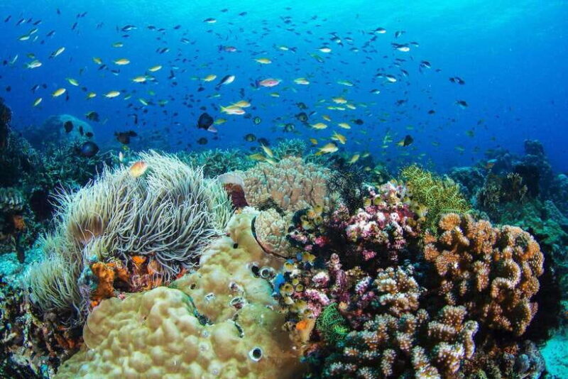Apo Island Wonders: Snorkel with Sea Turtles in Dumaguete - Final Thoughts