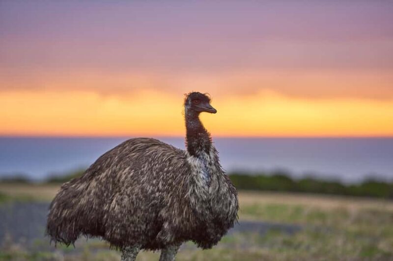 Apollo Bay: Dusk Discovery Great Ocean Road Wildlife Tour - An In-Depth Look at the Dusk Discovery Tour