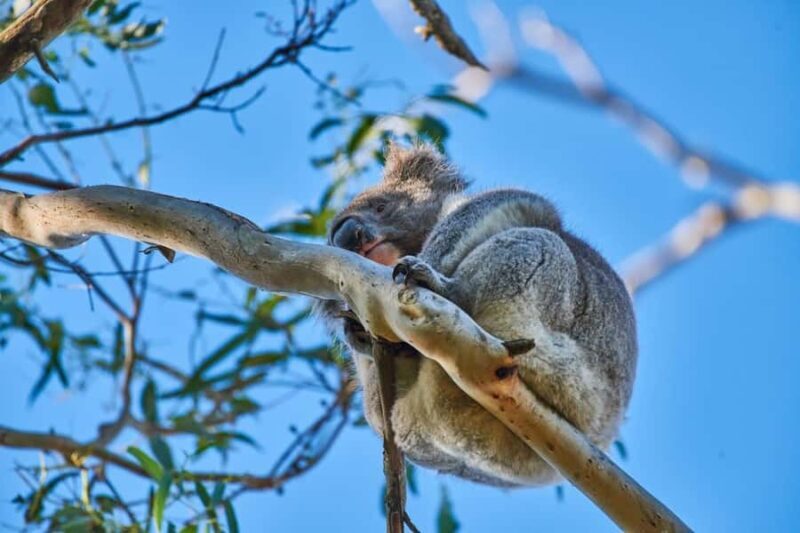 Apollo Bay: Dusk Discovery Great Ocean Road Wildlife Tour - FAQ