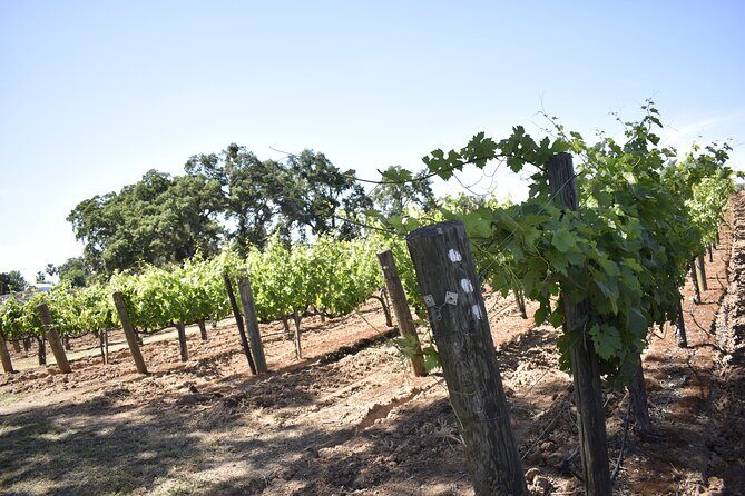 Apple Hill Wine Tasting Tours And Placerville wine tasting tours - The Logistics: Timing, Cost, and Comfort