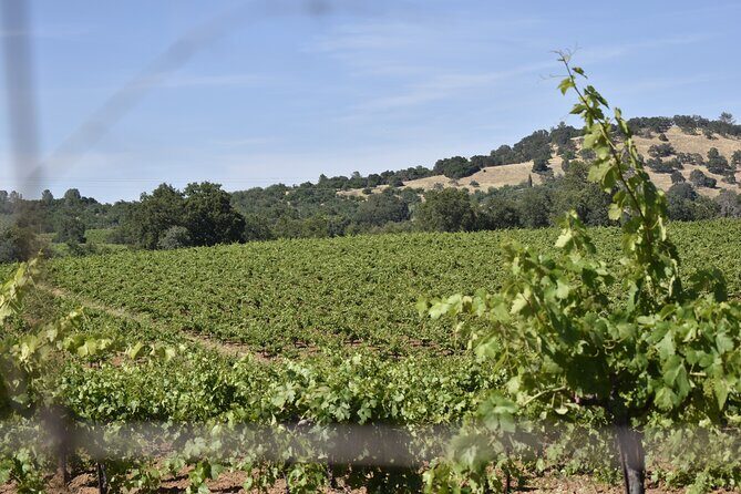 Apple Hill Wine Tasting Tours And Placerville wine tasting tours - Authentic Experiences from Other Travelers