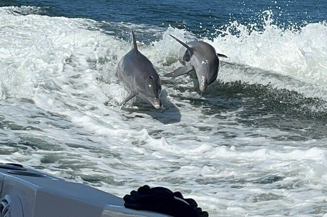Aqua Sol Adventures-4.5 hour Private Snorkeling,Dolphin,shelling - Key Points