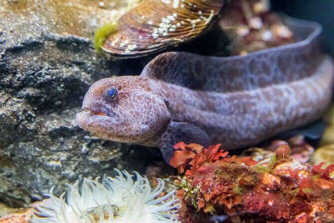 Aquarium of the Bay VIP Experience - What is the Aquarium of the Bay VIP Experience?