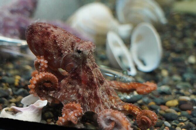 Aquarium of the Bay VIP Experience - What Do the Reviews Say?