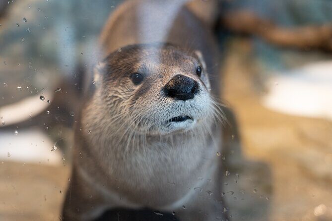 Aquarium of the Bay VIP Experience - Tips for Visitors