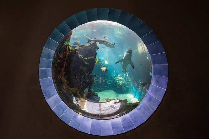 Aquarium Package in Nouméa's with Admission with Hop-on Hop-Off - Authentic Traveler Insights