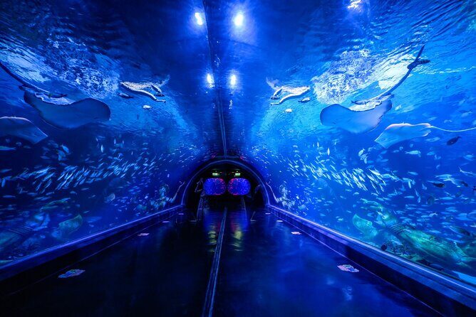 Aquarium Phuket and AR Trick Eye Museum Combo Tickets - A Deep Dive into the Experience