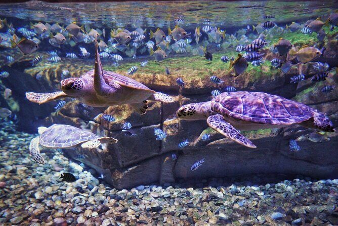 Aquarium Phuket and AR Trick Eye Museum Combo Tickets - The Sum Up