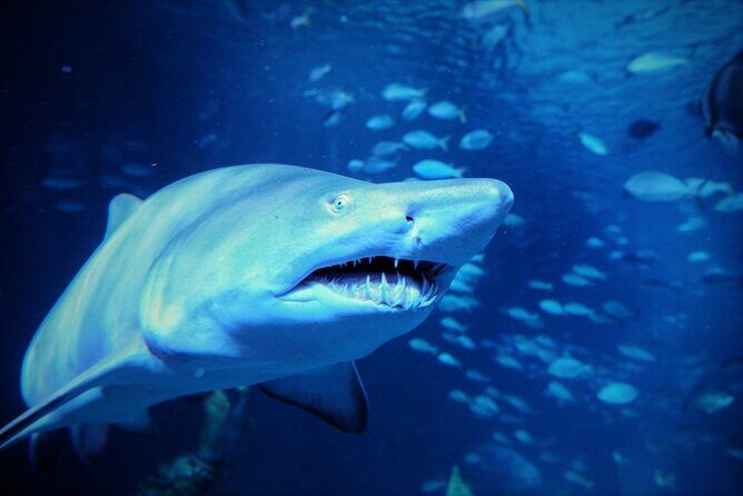 Aquarium Phuket and AR Trick Eye Museum Combo Tickets - FAQ