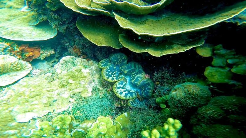 Aquascene Circumnavigation Magnetic Island Tour - FAQ