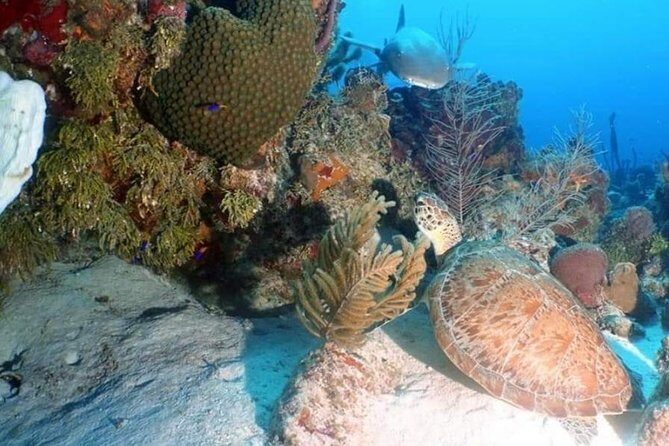 Aquatic Wonderland: Discover Meso's Magic" - Authentic Experiences Shared by Past Travelers