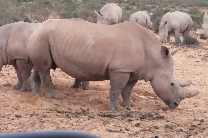 Aquila big five safari with transport, lunch Exclusive park fee. - A Well-Structured Itinerary with Highlights at Every Stop