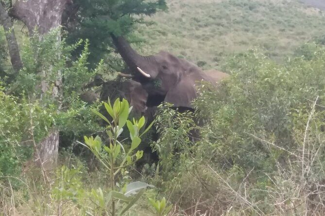 Aquila big five safari with transport, lunch Exclusive park fee. - Summary: Who Is This Tour Best For?