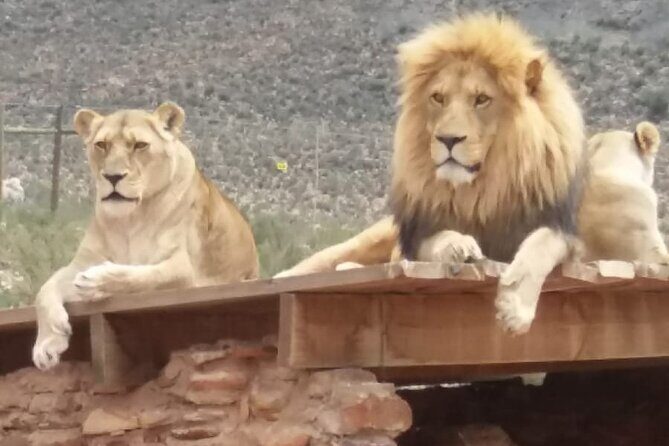 Aquila big five safari with transport, lunch Exclusive park fee. - Frequently Asked Questions