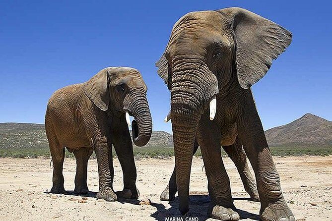 Aquila Day Safari - with transport - Who Will Love This Tour?
