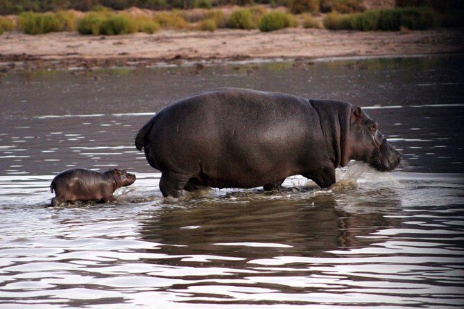 Aquila Day Safari - with transport - The Sum Up