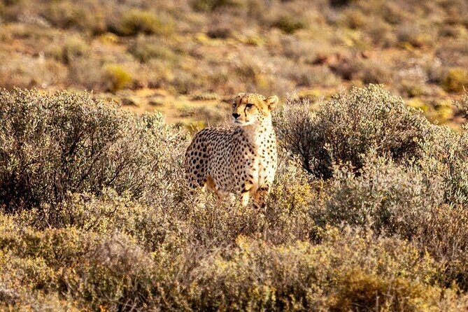 Aquila Game Reserve Big 5 Safari with Wine Tasting and Lunch - Key Points