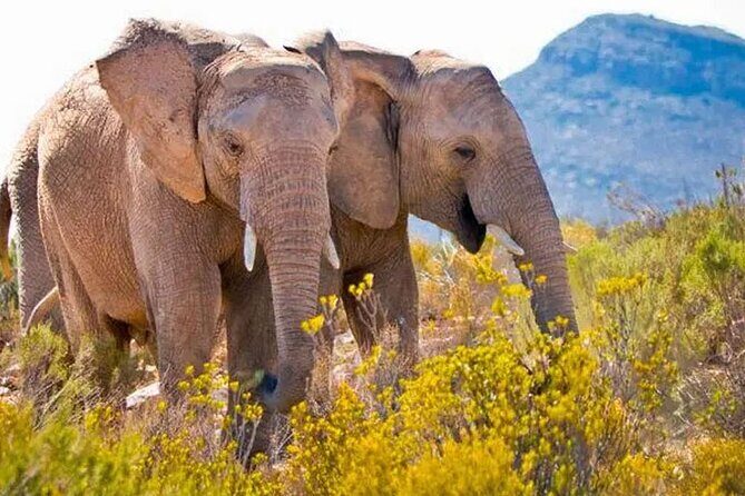 Aquila Game Reserve Big 5 Safari with Wine Tasting and Lunch - The Journey Begins: From Cape Town to the Reserve