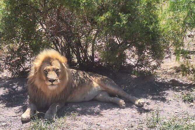 Aquila Game Reserve Big 5 Safari with Wine Tasting and Lunch - Lunch and Relaxation