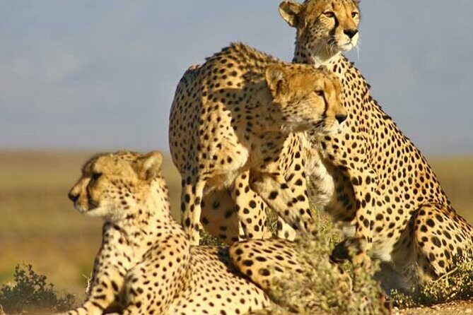Aquila Game Reserve Big 5 Safari with Wine Tasting and Lunch - Who Should Consider This Tour?