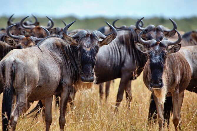 Aquila Game Reserve Safari with Park Fees, Transport & Lunch - An In-Depth Look at the Tour Experience