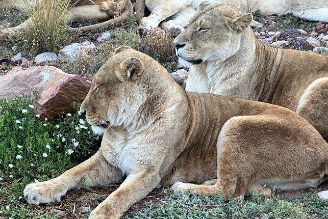 Aquila Game Reserve Safari with Park Fees, Transport & Lunch - Who Will Love This Tour?