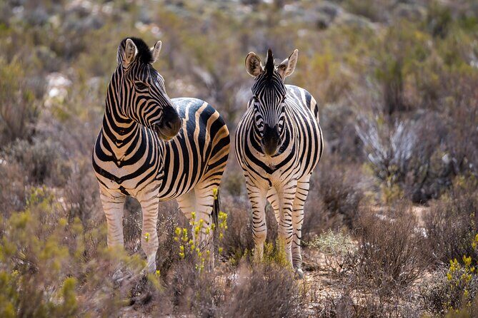 Aquila Game Reserve Safari with Park Fees, Transport & Lunch - Practical Tips to Maximize Your Experience