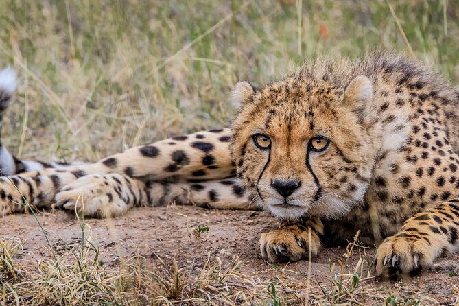 Aquila Game Reserve Safari with Park Fees, Transport & Lunch - FAQ (Frequently Asked Questions)