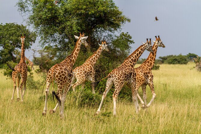 Aquila Game Reserve Safari with Park Fees, Transport & Lunch - Final Thoughts