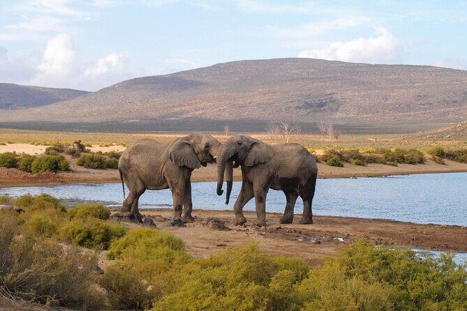 Aquila Game Reserve Safari with wine tasting, Transport & Lunch - Introduction: A Well-Rounded Day of Wildlife and Wine Near Cape Town