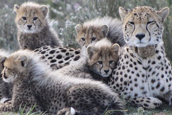 Aquila Game Reserve Safari with wine tasting, Transport & Lunch - The Itinerary: Breaking Down the Day
