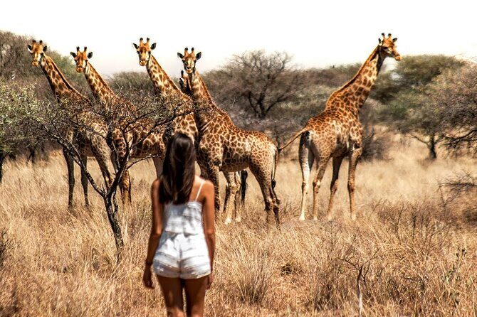 Aquila Game Reserve Safari with wine tasting, Transport & Lunch - What to Consider Before Booking