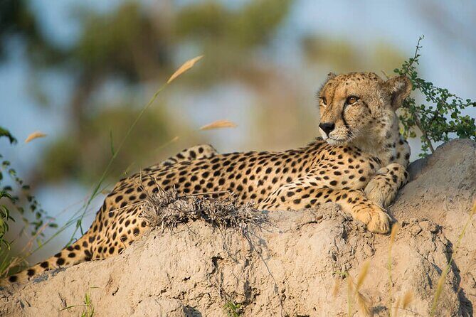 Aquila Game Reserve Safari with wine tasting, Transport & Lunch - The Sum Up: Who Will Love This Tour?