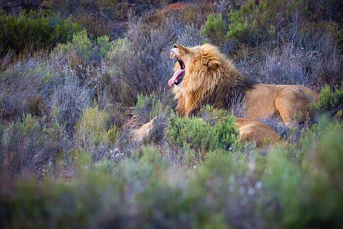 Aquila Game Reserve Safari with wine tasting, Transport & Lunch - Detailed Review of the Experience