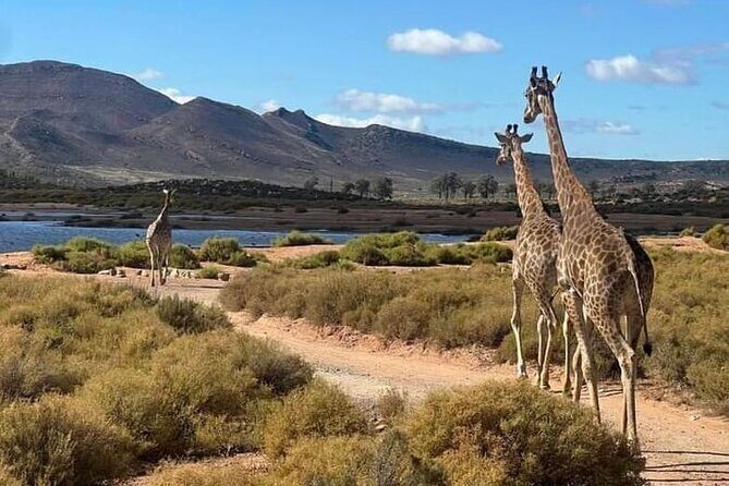 Aquila Game Reserve Sunset Safari - Who Should Consider This Tour?