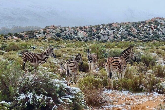 Aquila Game Reserve Sunset Safari - Final Thoughts