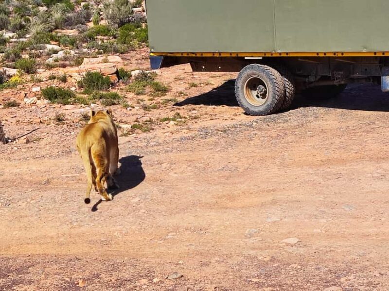 Aquila Private Game Reserve Full Day Safari - The Itinerary in Detail: What Makes This Tour Stand Out