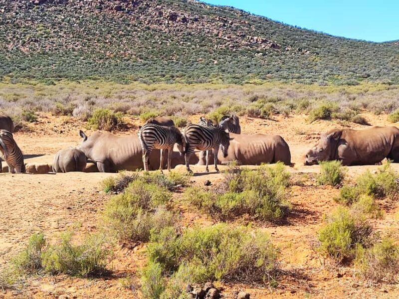 Aquila Private Game Reserve Full Day Safari - Authentic Encounters and Guest Perspectives