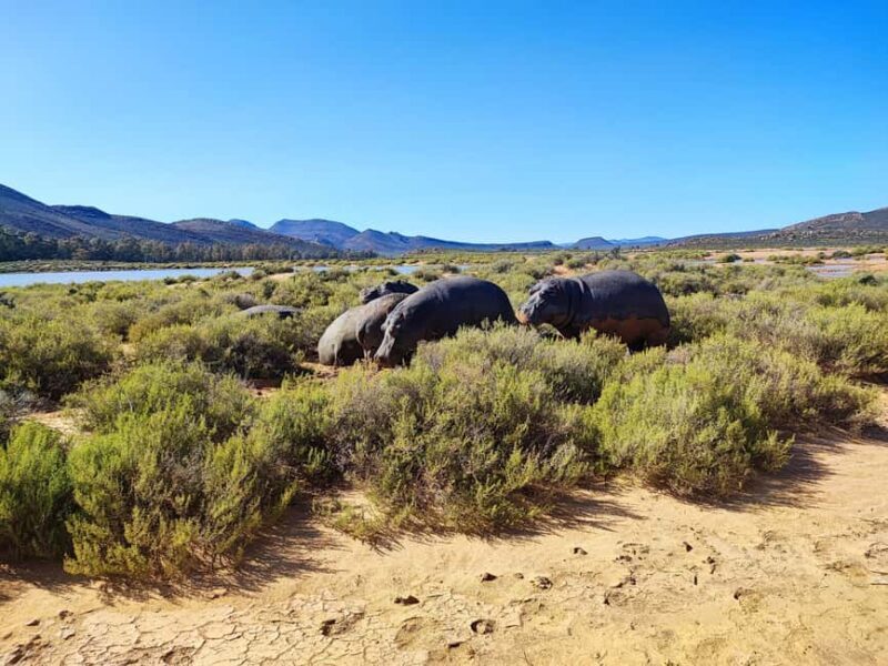 Aquila Private Game Reserve Full Day Safari - Who Should Consider This Tour?