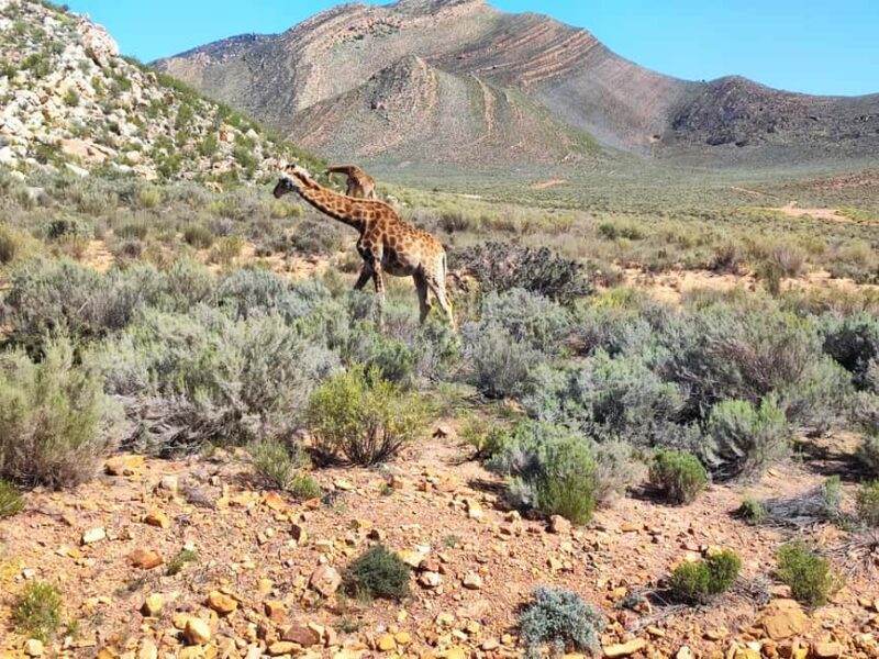 Aquila Private Game Reserve Full Day Safari - Final Thoughts