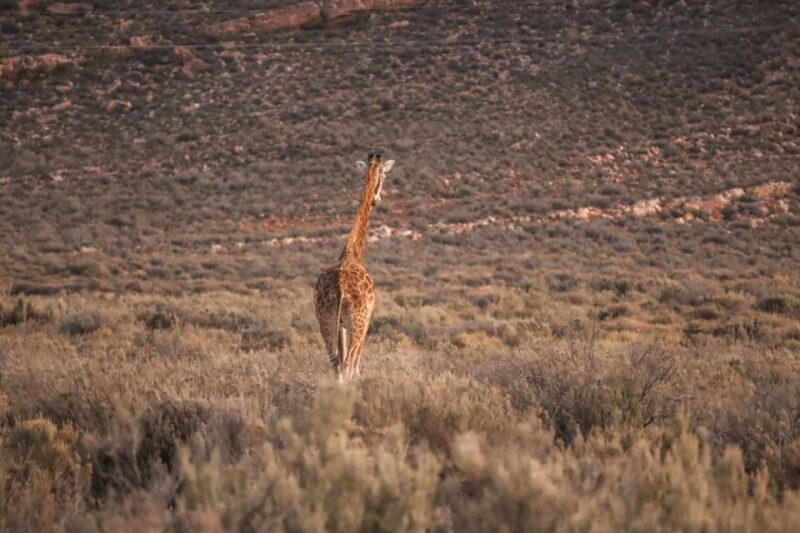 Aquila Private Game Reserve: Sunset Safari with Entry Fee - Key Points