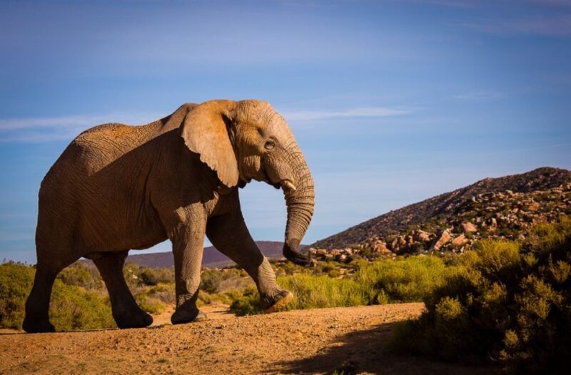 Aquila Private Game Reserve: Sunset Safari with Entry Fee - An In-Depth Look at the Sunset Safari Experience