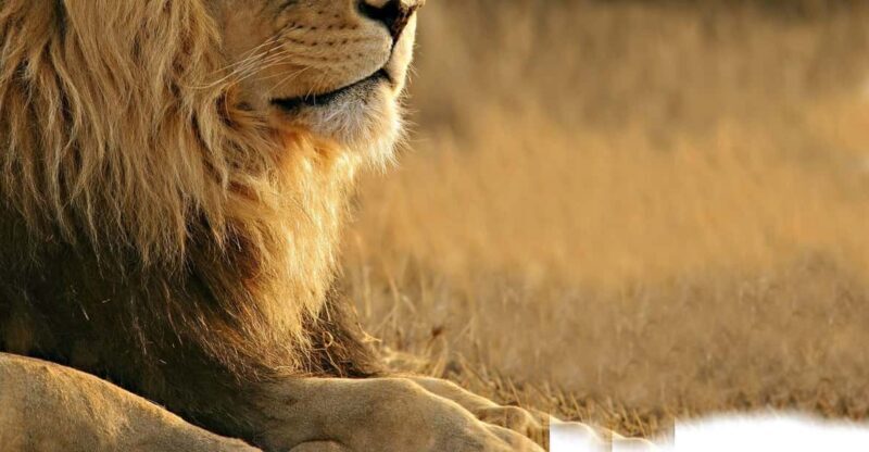 Aquila Reserve Safari with Lunch and Wine tasting - Key Points