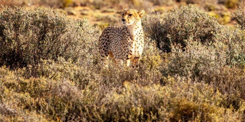 Aquila Reserve Safari with Lunch and Wine tasting - Who Is This Tour Best Suited For?