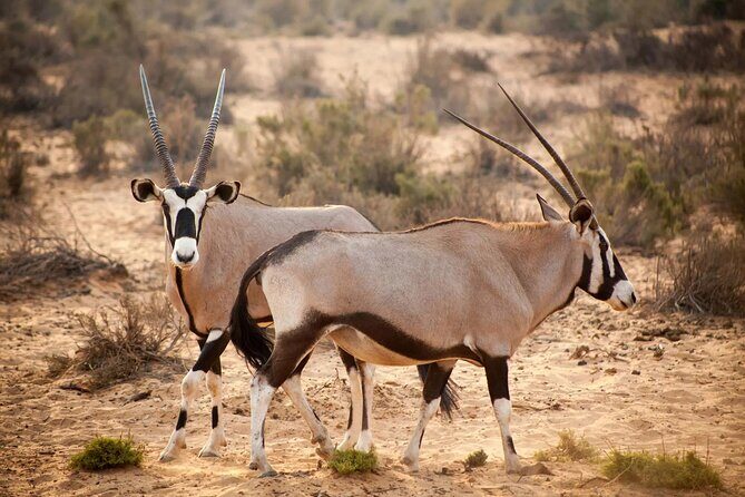 Aquila Reserve Safari with Lunch and Wine Tasting - Final Thoughts: Who Is This Tour Best For?