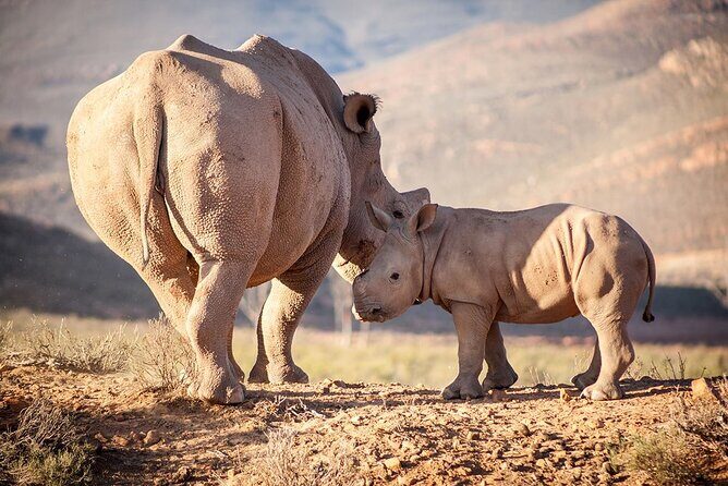 Aquila Reserve Safari with Lunch and Wine Tasting - FAQ