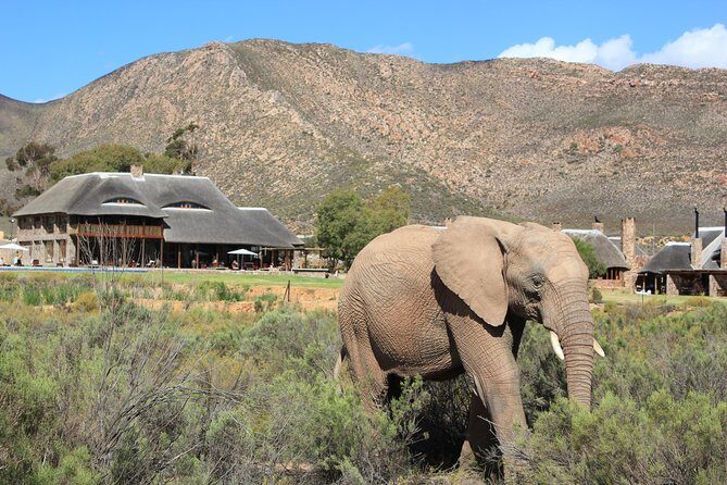 Aquila Safari Game Drive, Lunch & Shared Transfers from Cape Town - Frequently Asked Questions
