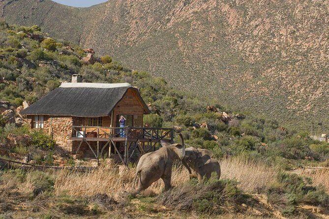 Aquila Safari Private Game Reserve Early Morning Game Drive - The Experience from Start to Finish