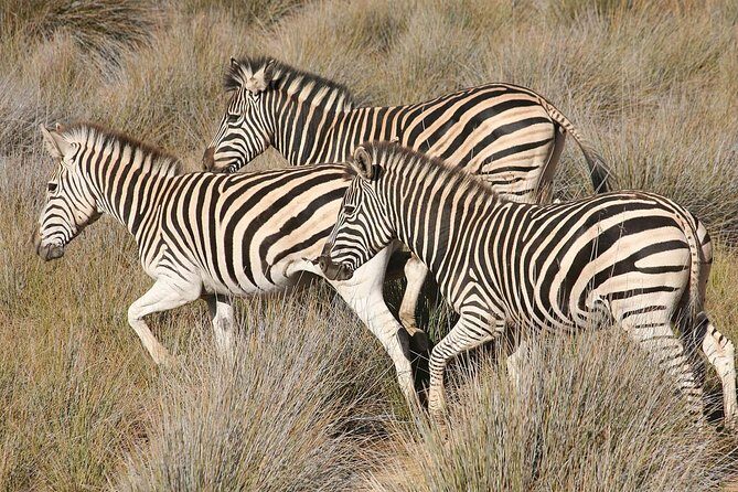 Aquila Safari Private Game Reserve Early Morning Game Drive - Practical Tips for Travelers