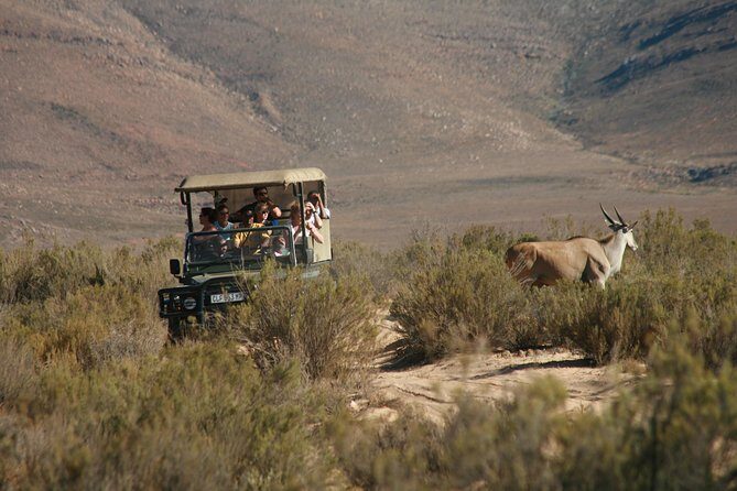 Aquila Safari Private Game Reserve Early Morning Game Drive - Final Thoughts